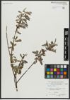 Foto von Salix alba L.